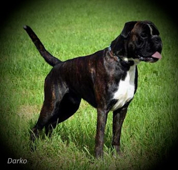 Darko_2025