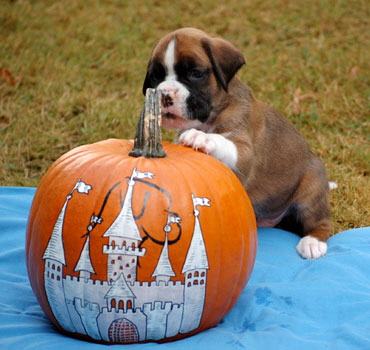 Der_Eyk_herbst_web_1
